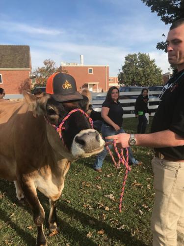 Oklahoma State University’s Jersey Cow, Daisy, representing her OVS hat.