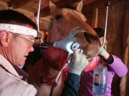 Dr. Greene demonstrating proper canine reduction