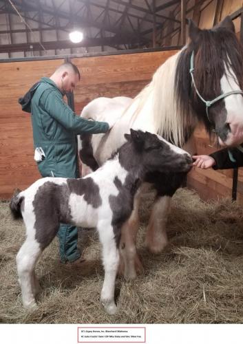 Post foaling examination on a beautiful mare gypsy Justa Cruizin’ (Dam: CDF Miss Daisy (4C’s Gypsy Horses, Inc. Blanchard, OK))