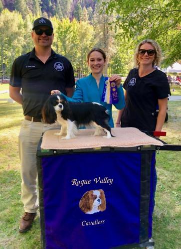 Team OVS supporting the local dog show hosted by Rogue Valley Kennel Club. It was a fantastic show full of many outstanding breeds including this exceptional Cavalier King Charles owned by Rogue Valley Cavaliers, and handled by one of our best, Rheanna James