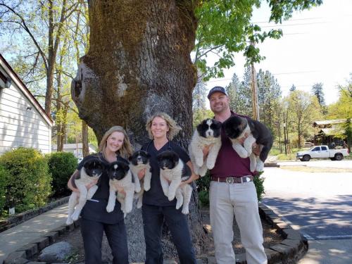 Team OVS with another outstanding litter from Tablerock Akitas, owned by Dominique Patterson